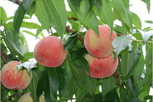 桃の画像